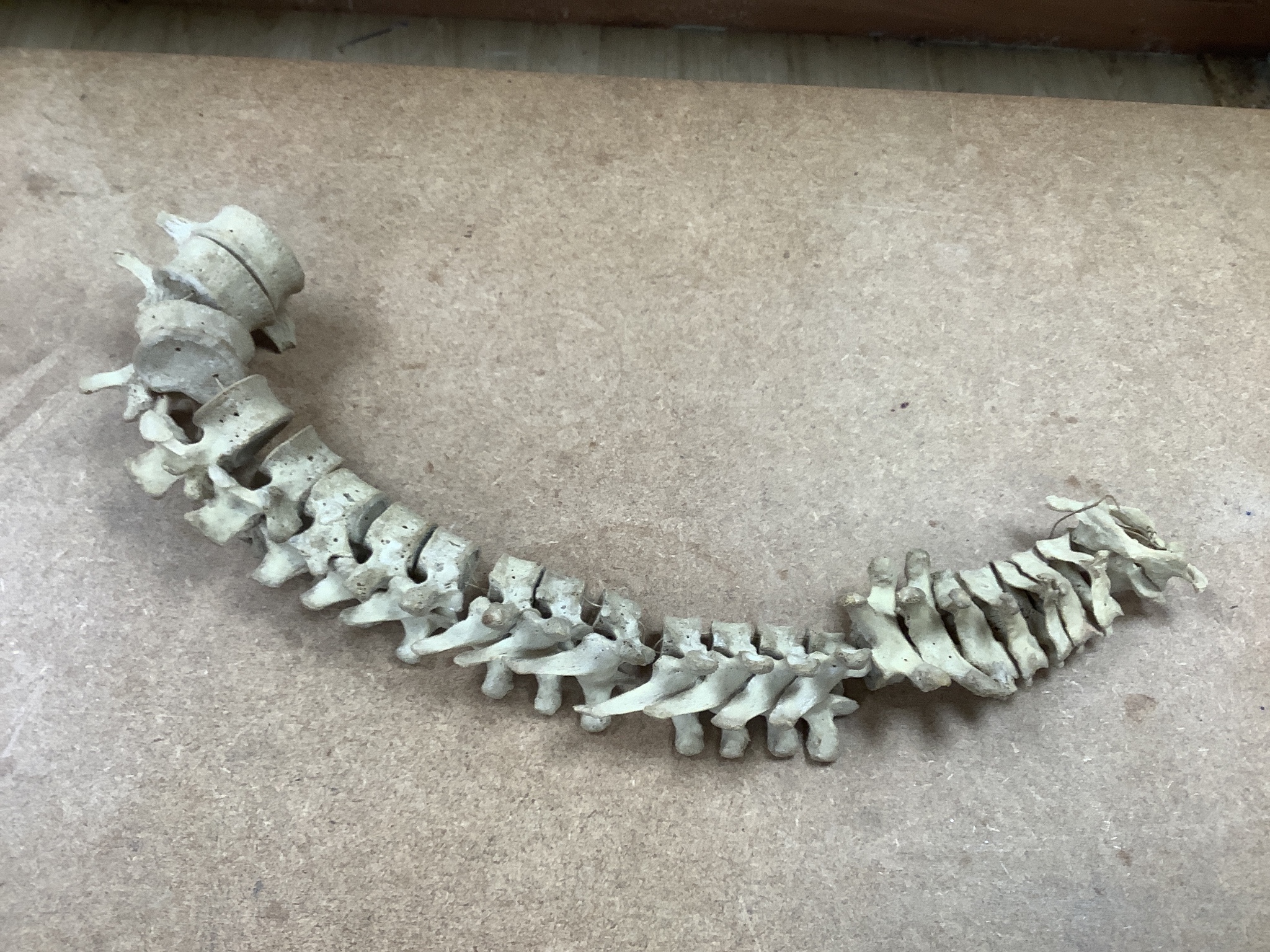 An early 20th century human half-skeleton, in original retailer's box of Adam Rouilly & Co., 18 Fitzroy St London W1 (may not be complete)